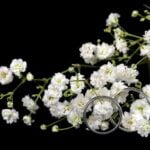 How Much for Wedding Photographer: Capturing Priceless Moments on Your Special Day