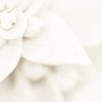 What Does Groom Do Morning of Wedding: Groom preparing, reflecting, and enjoying time with groomsmen